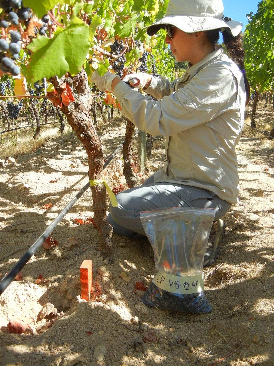 El trabajo identificó también que calcio, magnesio y fósforo son altos en las uvas de Pinot Noir, mientras que el potasio y azufre son altos en uvas de Carmenere, independiente de la ubicación.